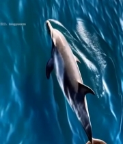  海洋中游泳的海豚5806#竖屏 	 