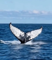  海洋中鲸鱼尾巴特写画面4243#竖屏 	 