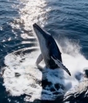  海洋中鲸鱼跃出水面画面4533#竖屏 	 