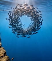  海洋中鱼群环绕成圈景象5015#竖屏 	 