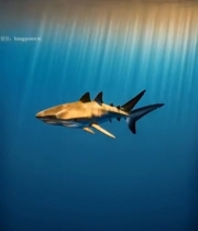  海洋中双鲨鱼游弋画面7078#竖屏 	 