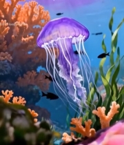  海洋水母与珊瑚海底景象6642#竖屏 	 