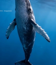  海洋中鲸鱼的水下画面(1)7804#竖屏 	 