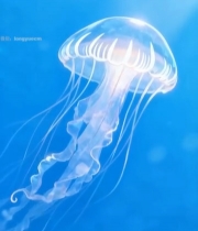  海洋水母特写素材2676#竖屏 	 