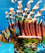  海洋狮子鱼水下特写5308#竖屏 	 