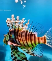  海洋狮子鱼水下特写5308#竖屏 	 