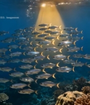  海洋鱼群珊瑚景观4308#竖屏 	 