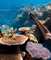  海洋鲨鱼游弋珊瑚群素材5855#竖屏 	 