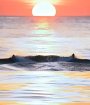  海洋日落时鲸鱼摆尾画面759#竖屏 	 