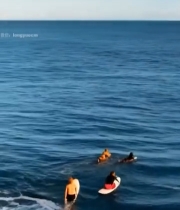  海洋冲浪者与美丽波浪景观3583#竖屏 	 