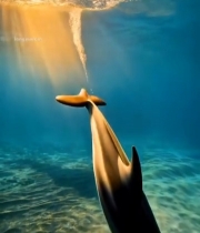  海豚在海中畅游画面3289#竖屏 	 