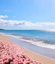  海滩上粉色玫瑰花特写3252#竖屏 	 