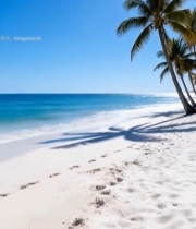  海滩椰子树与蓝色大海景观1940#竖屏 	 