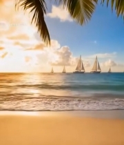  海滩棕榈树与海上帆船风景6944#竖屏 	 