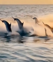  海豚于海上跃出水面的场景6212#竖屏 	 