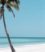  海滩椰树自然风光700#竖屏 	 