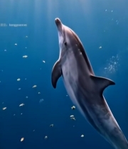  海豚在海底游动的素材1322#竖屏 	 