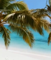  海滩椰树下的彩色吊床4997#竖屏 	 