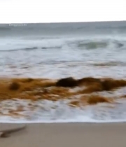  海滩上的海浪与枯木429#竖屏 	 