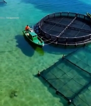  海上圆形水产养殖网箱1428#竖屏 	 