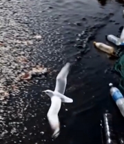  海滩海洋垃圾海鸥画面3235#竖屏 	 