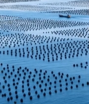  海上渔船穿梭于养殖浮球间6385#竖屏 	 