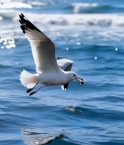  海鸥在海面飞翔的场景4930#竖屏 	 