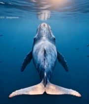  海底鲸鱼游动画面385#竖屏 	 