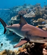  海底鲨鱼游弋珊瑚间6601#竖屏 	 