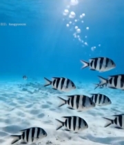  海底鱼群游动素材982#竖屏 	 