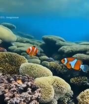  海葵中的小丑鱼特写(1)7631#竖屏 	 