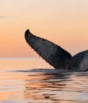  海面鲸鱼尾巴特写2962#竖屏 	 