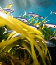  海底鱼群游弋水草间3327#竖屏 	 