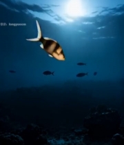  海底阳光照射游动的鱼群4445#竖屏 	 