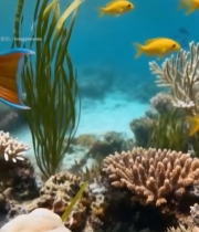  海底五彩鱼群与珊瑚景观3728#竖屏 	 