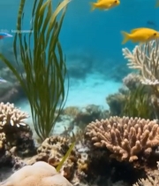  海底五彩鱼群与珊瑚景观3728#竖屏 	 