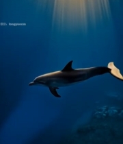  海底阳光下游动的海豚素材3932#竖屏 	 