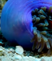  海底小丑鱼与海葵特写6088#竖屏 	 