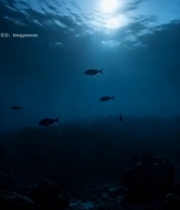  海底鱼类与阳光景象686#竖屏 	 