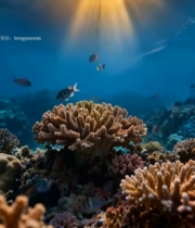  海底珊瑚与游动的鱼群3971#竖屏 	 