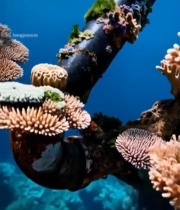  海底生锈管道与珊瑚景观3283#竖屏 	 