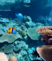  海底珊瑚礁旁的塑料瓶与渔网7529#竖屏 	 