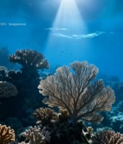  海底珊瑚礁阳光照射景象(2)5717#竖屏 	 