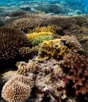  海底珊瑚礁全景3386#竖屏 	 