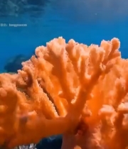  海底珊瑚特写素材5701#竖屏 	 