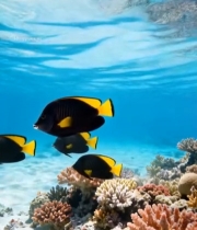  海底珊瑚礁与游动的鱼群(1)5585#竖屏 	 