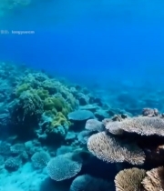  海底珊瑚礁阳光照射景象(1)3554#竖屏 	 