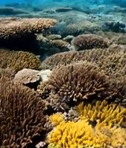  海底珊瑚礁自然景观素材7200#竖屏 	 