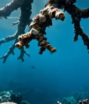  海底珊瑚礁及贝壳实拍2744#竖屏 	 