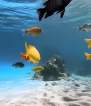  海底多彩鱼群游动画面2535#竖屏 	 